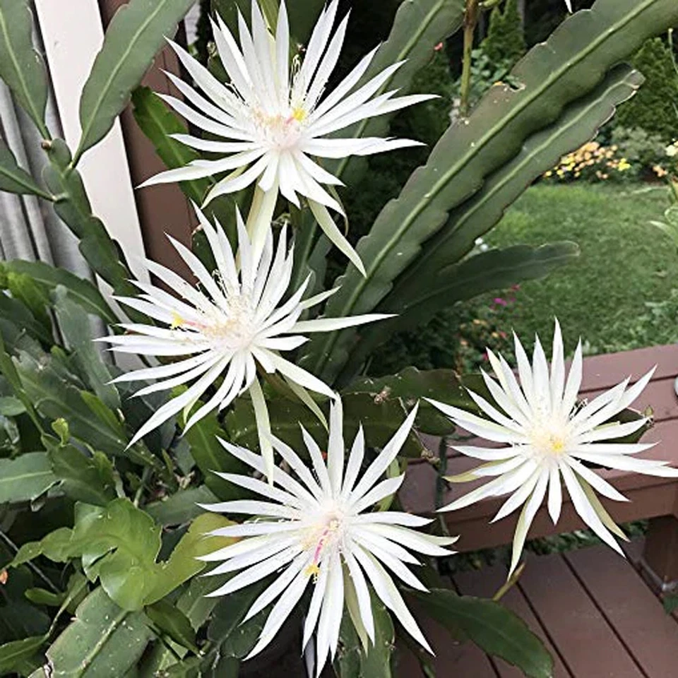 White Epiphyllum hookeri Strictum Orchid Cactus Cuttings, Mature Night Blooming Epiphytic Cactus Set of 4