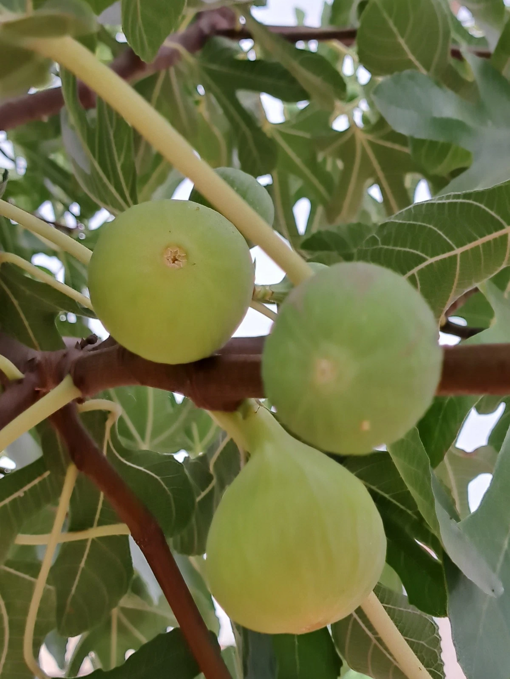 Lattarula Fig Tree Cuttings Unrooted, Ficus carica Fresh Cuttings for Propagation Set of 7