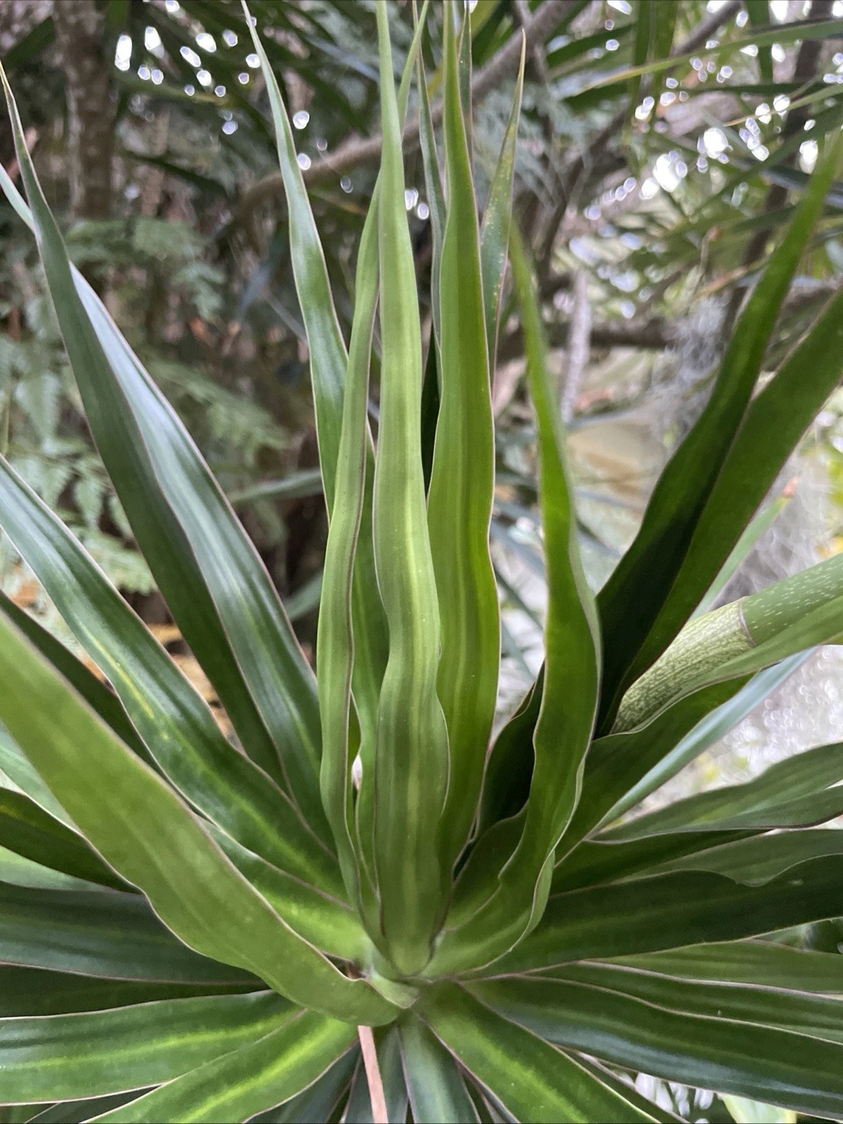 Dragon Tree Cuttings – 5 Live Dracaena Marginata Unrooted Cuttings for Indoor Houseplant Growing