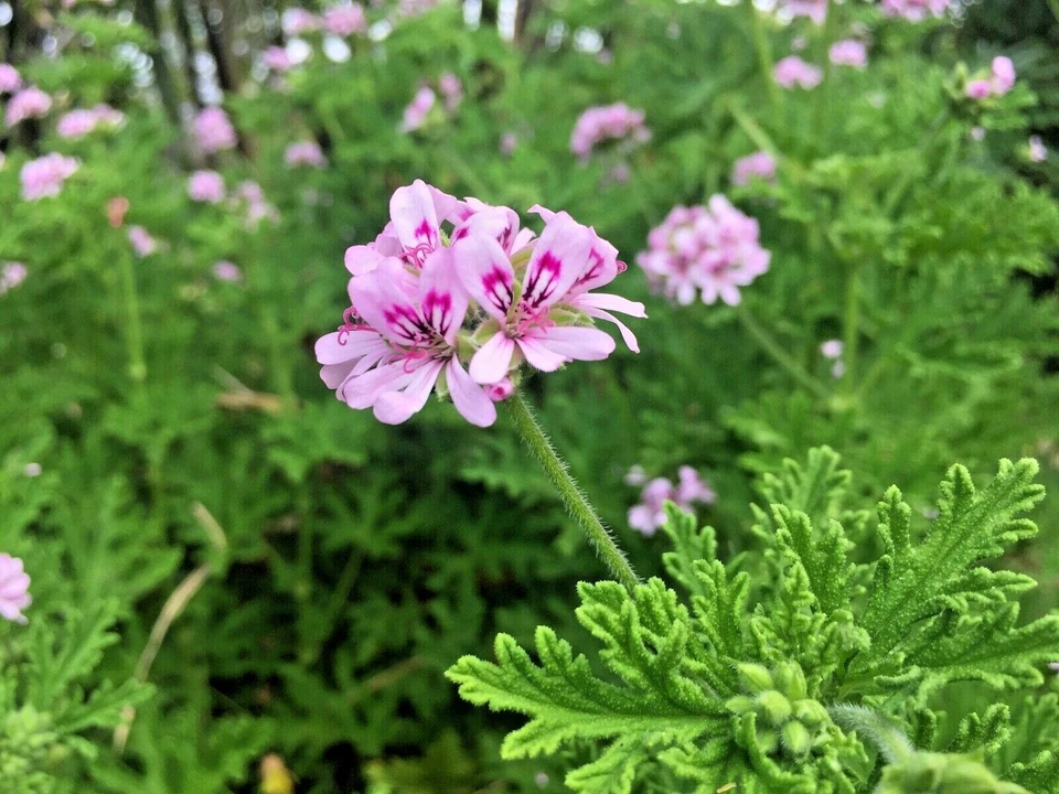 Lemon Scented Geranium Cuttings – 3 Pelargonium Citronella Cuttings with Pink Flowers for Propagation