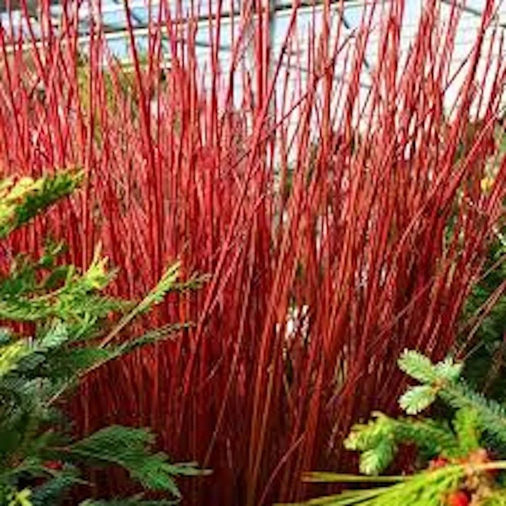 Red Twig Dogwood Shrub – 12–24 Inch Live Plant, Cornus sericea Coral Dogwood for Landscape Planting