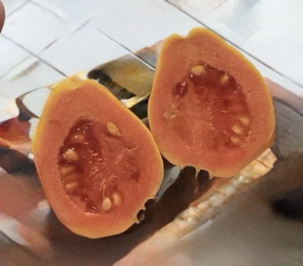 3 Guava Unroot Cuttings – Live Guava Tree Cuttings for Planting, Psidium Guajava Fruit Tree Variety