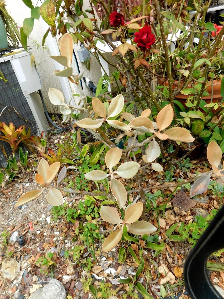 Kalanchoe Orgyalis Unrooted Cuttings – Rare Copper Spoons Succulent, Large Healthy Propagation Cuttings