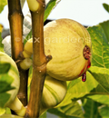 Panaché Tiger Fig Cuttings – 2 Unrooted Ficus Carica Cuttings, Variegated Fig Tree Cuttings for Propagation