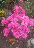 Deep Pink Miniature Rose Cuttings Live Plant, 3 Fresh Rooting Cuttings for Garden or Pot Growing