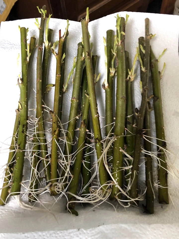 Austree Hybrid Willow Cuttings – 60 Live Willow Cuttings for Planting, Salix Hybrid Tree Variety