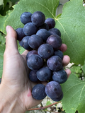 Everest Grape Cuttings for Planting – 4 Healthy Stems with 2–3 Nodes, Unrooted Grape Vine