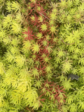 Sedum Angelina Succulent Cuttings Set of 9 Live Bareroot Hardy Stonecrop Starters