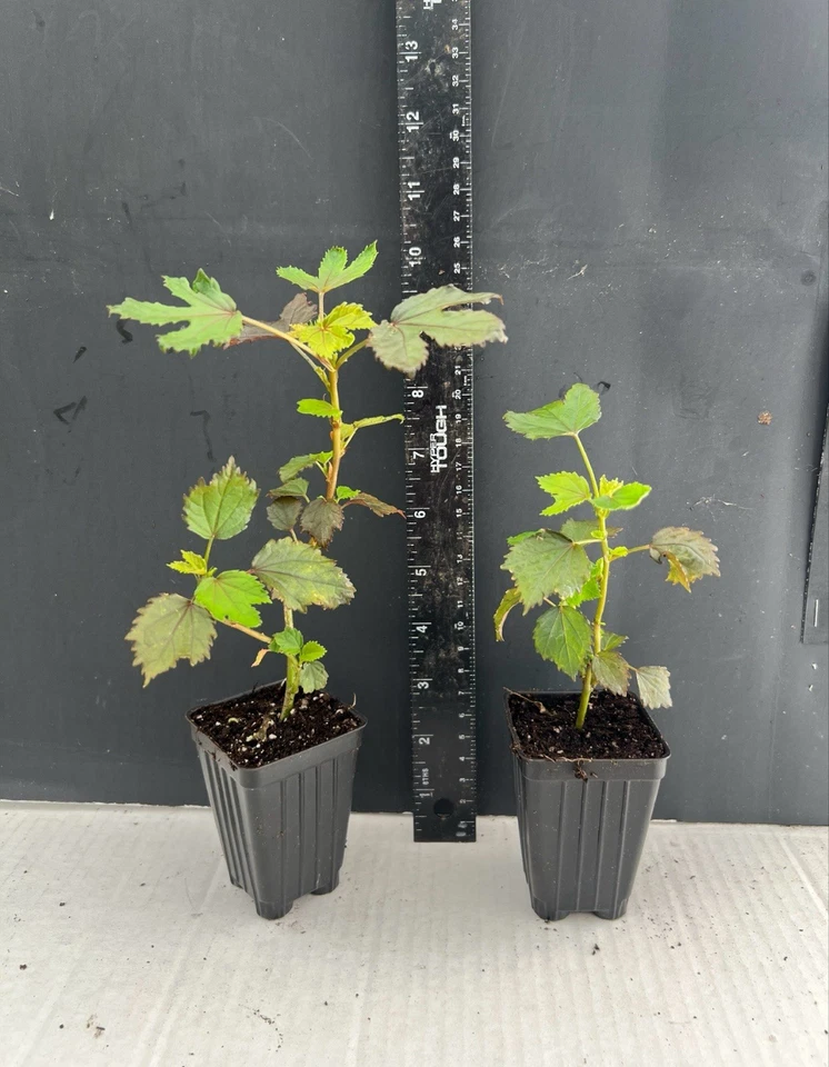 Mahogany Splendor Hibiscus – Red Leaf Variety – Small Rooted Starter Plant for Pots or Garden Beds