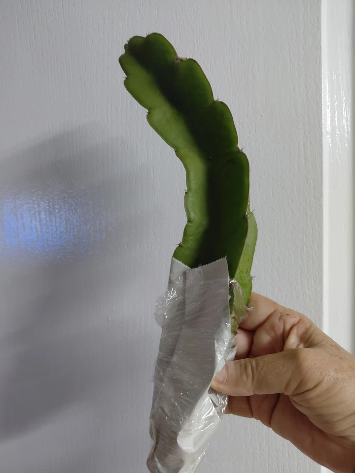 Hylocereus Undatus Dragon Fruit Cutting – 1 Live Pitaya Cactus Vine Cutting 8 Inch for Planting