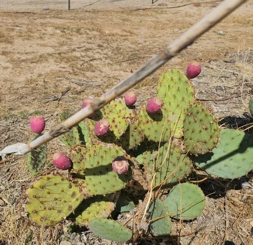 Opuntia Phaeacantha Prickly Pear – 2 Live Cactus Pads (4–7"), Cold-Hardy to –20°F, Desert Opuntia for Landscaping & Containers