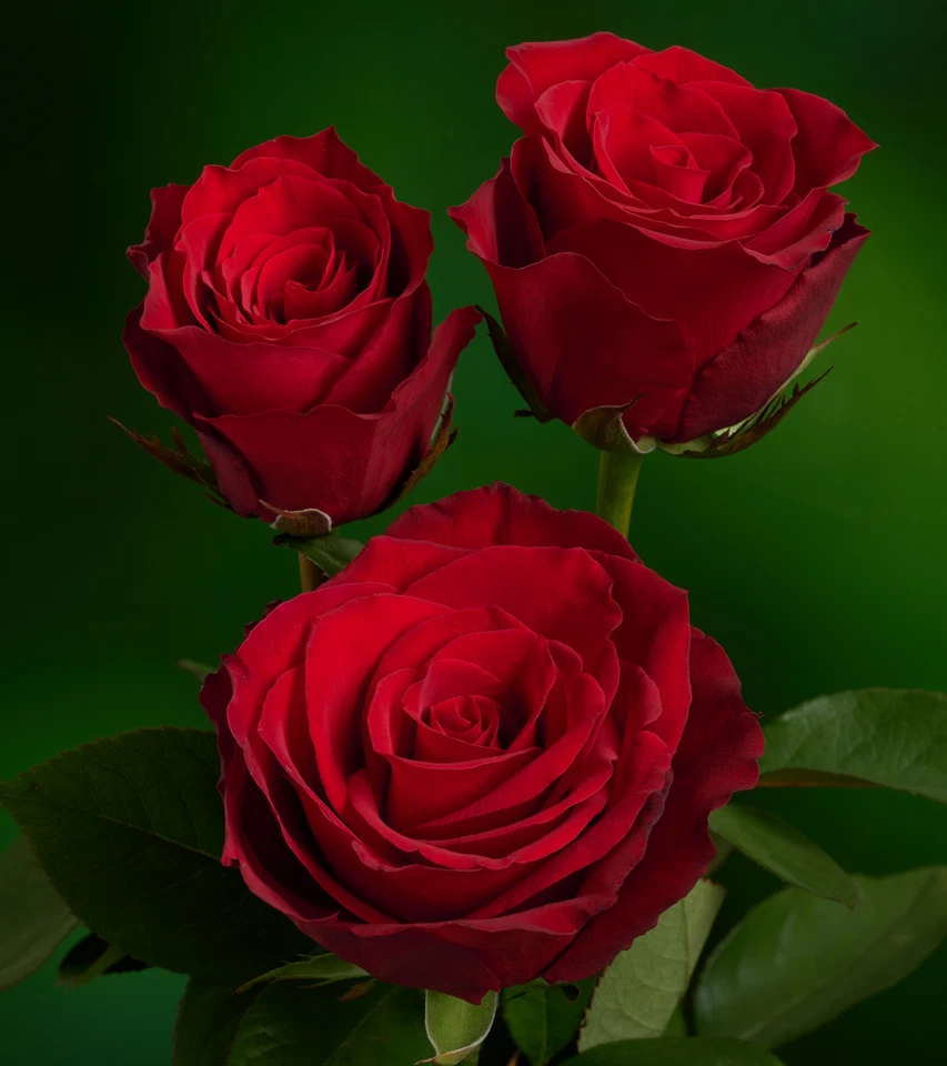 Eternity Red Rose Cuttings – 3 Unrooted Scions, Rare Deep-Red Rose Variety for Rooting or Grafting, Live Rosewood Stems
