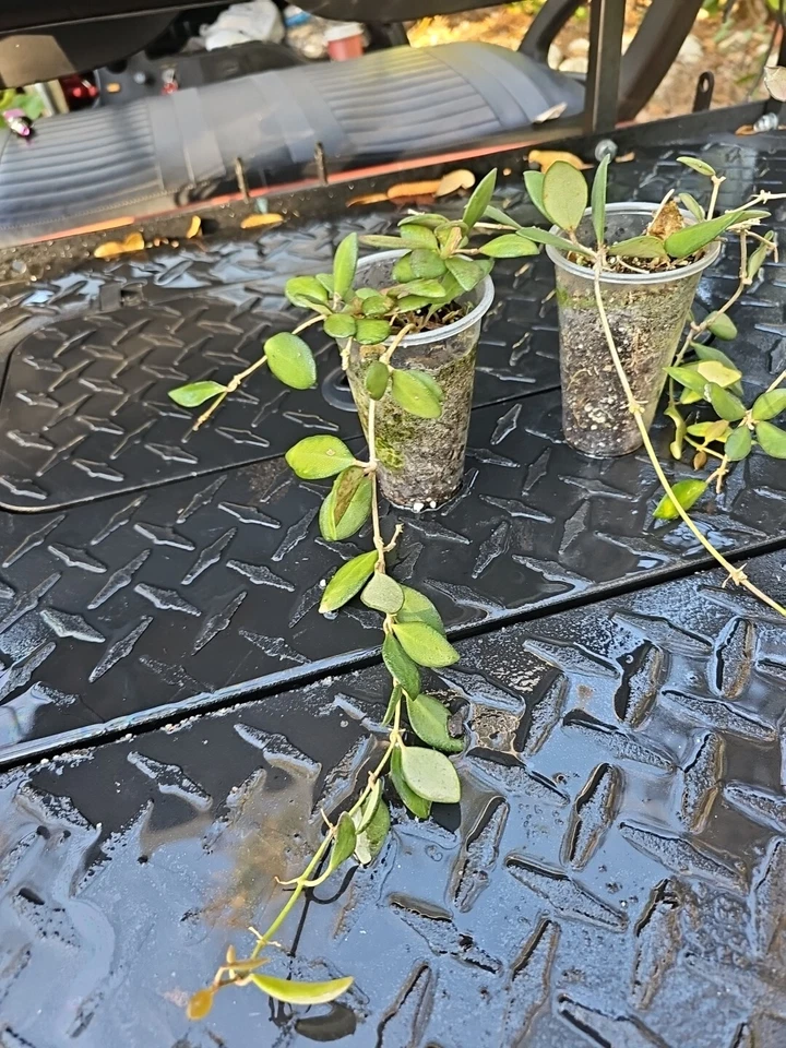Hoya Burtoniae Rooted Cutting – Wax Plant, Bare Root Shipped, Trailing Indoor Houseplant (Not DS-70)