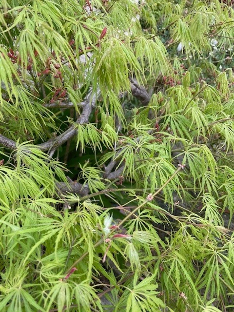 Japanese Dwarf Maple Cuttings – 6 Unrooted Acer palmatum Cuttings, 6 Inch Scion Wood for Rooting & Grafting