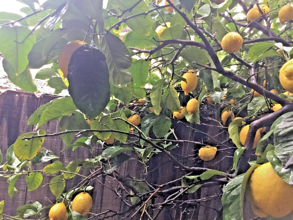 Meyer Lemon Scion Cuttings – 4 Unrooted Citrus meyeri Cuttings 4–6 Inch for Rooting or Grafting