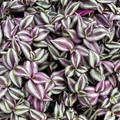 Tradescantia Zebrina Purple Wandering Jew Plant Cuttings Live Houseplant 5 Pieces