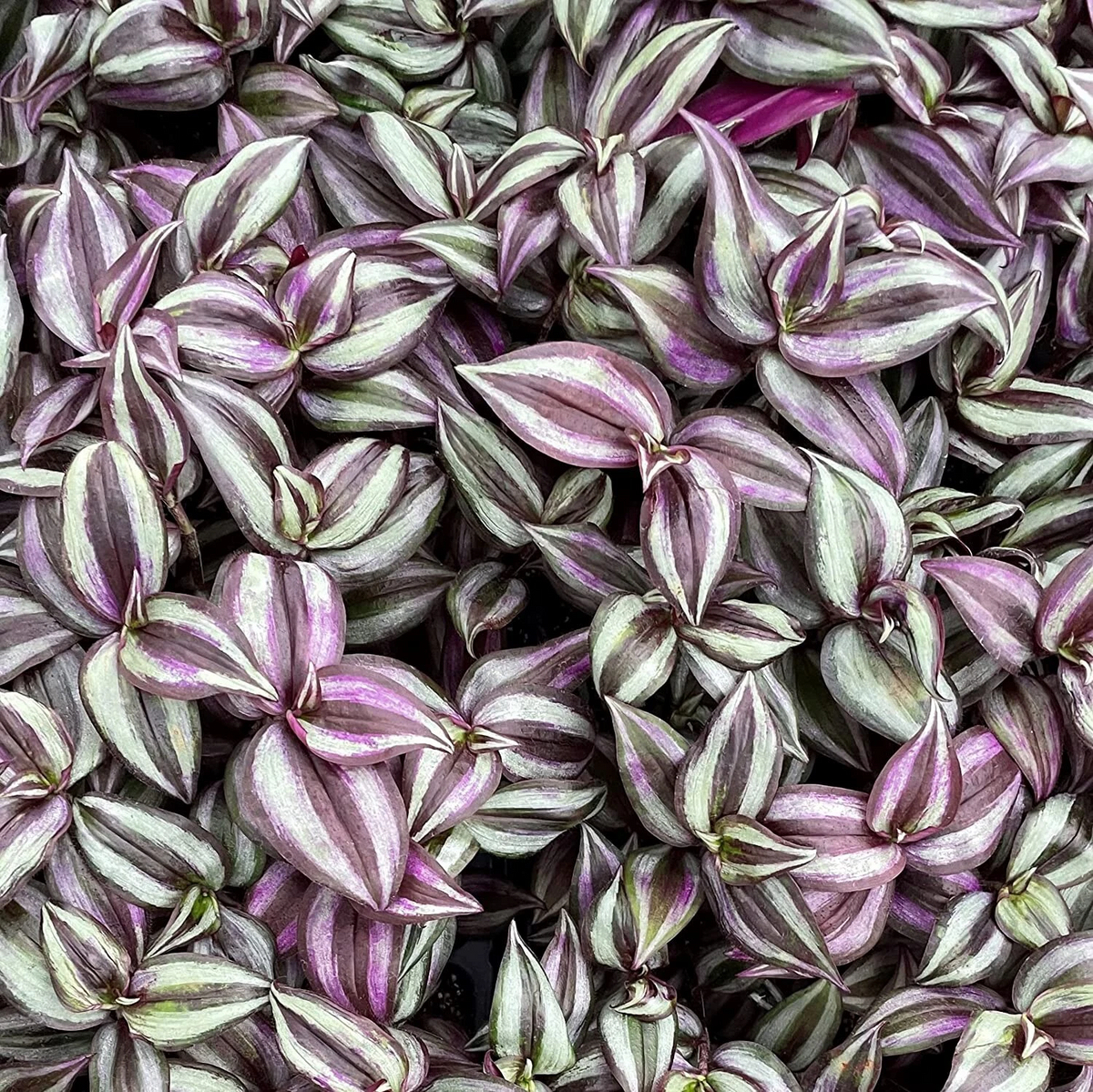 Tradescantia Zebrina Purple Wandering Jew Plant Cuttings Live Houseplant 5 Pieces