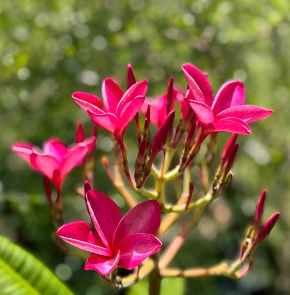 Pink Plumeria Frangipani Cutting for Planting – 6–8 Inch Unrooted Tropical Flowering Tree Stem