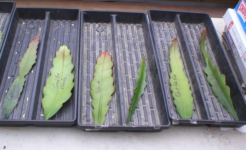 Epiphyllum Olympiad Orchid Cactus Cuttings for Planting – Unrooted Night Blooming Cactus Stems