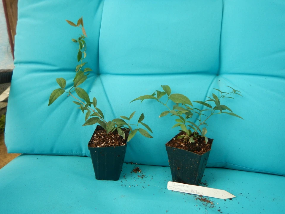 Yellow Crossvine Rooted Starter Plant – Bignonia capreolata Live Vine for Trellis or Garden Planting