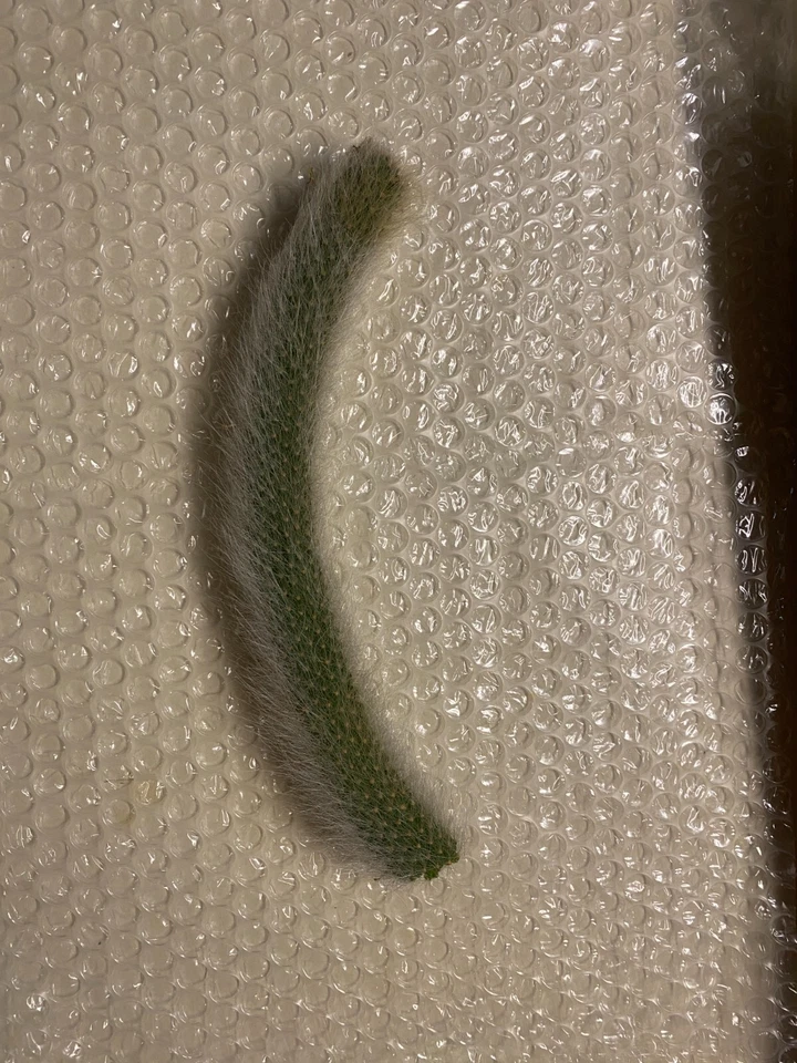 Monkey Tail Cactus Cutting – 8 Inch Middle Segment Hildewintera Colademononis for Rooting