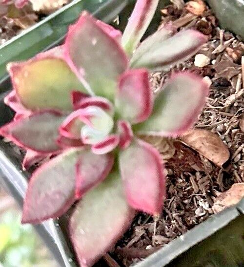 Echeveria Pulvinata Plush Chenille Succulent Cuttings for Planting – 3 Live 1 Inch Fuzzy Red Succulent Plants