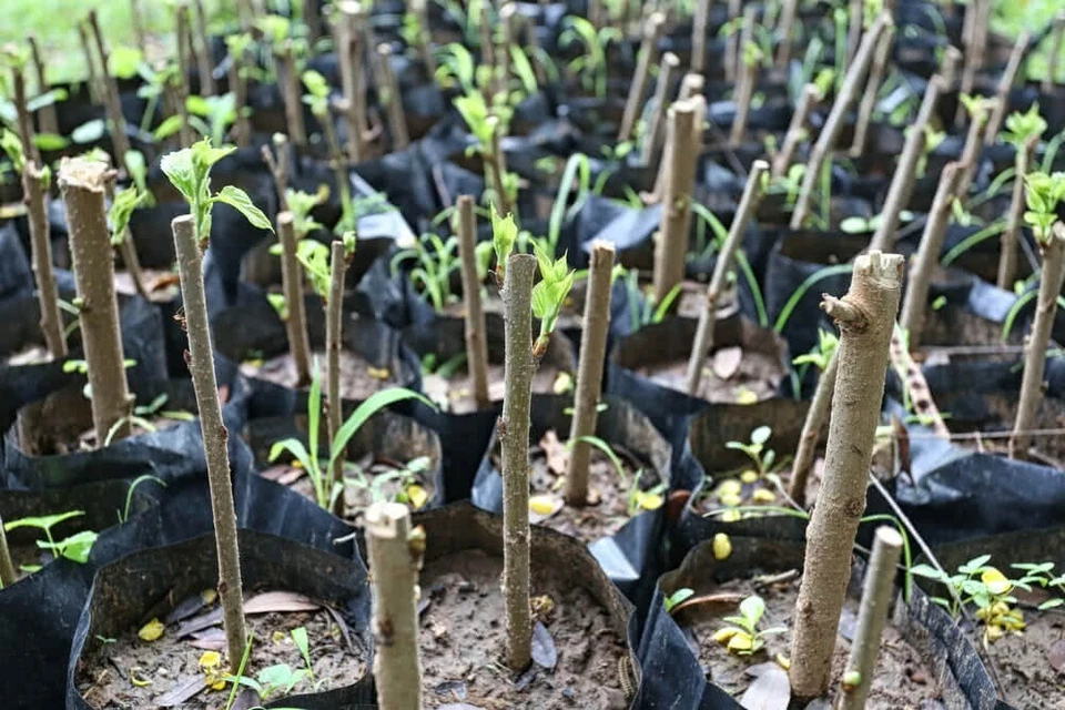 Hibiscus Moscheutos Cuttings – 7 Starter Cuttings – Hardy Rose Mallow Madagascar Hibiscus Plant