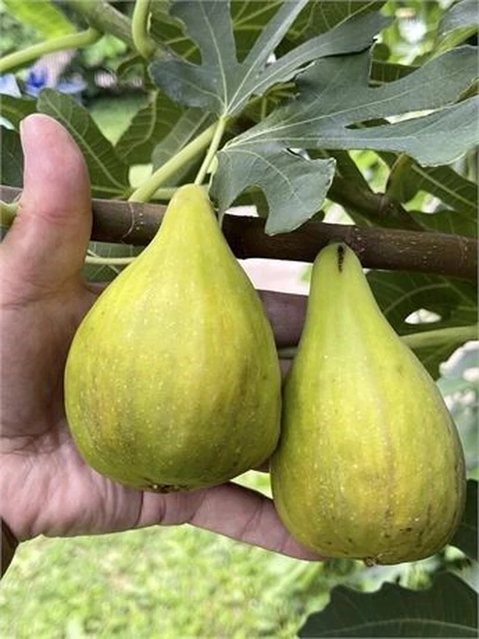 3 Dalmatie / Stella Fig Tree Cutting with 3 Nodes, Hardy Fig Cutting for Rooting and Propagation