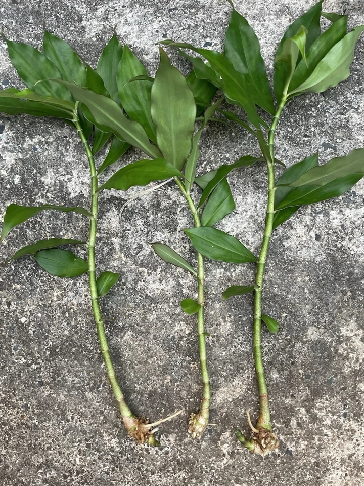 Yellow Spiral Ginger Rooted Cuttings, Dimerocostus Strobilaceus Live Tropical Plant Starters Hawaii Grown Set of 5
