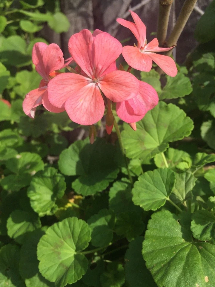 Salmon Pink Zonal Geranium Cuttings – 4 Live Pelargonium Starter Cuttings 8 Inch Fresh Plants for Garden or Pots