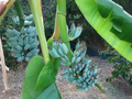 Ice Cream Blue Java Banana Tree Live Rooted Starter Plant Musa Cold Hardy Tropical Banana