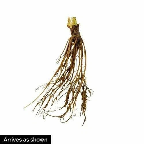 Seascape Strawberry Plants (10 Bare Root) – Everbearing Variety – Large Sweet Berries – High-Yield Garden Fruit – Non-GMO