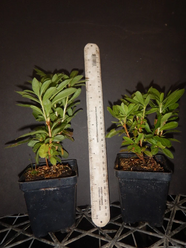 Mandarin Azalea Rhododendron Hybrid Starter Plant – Live Ornamental Shrub May Be Dormant