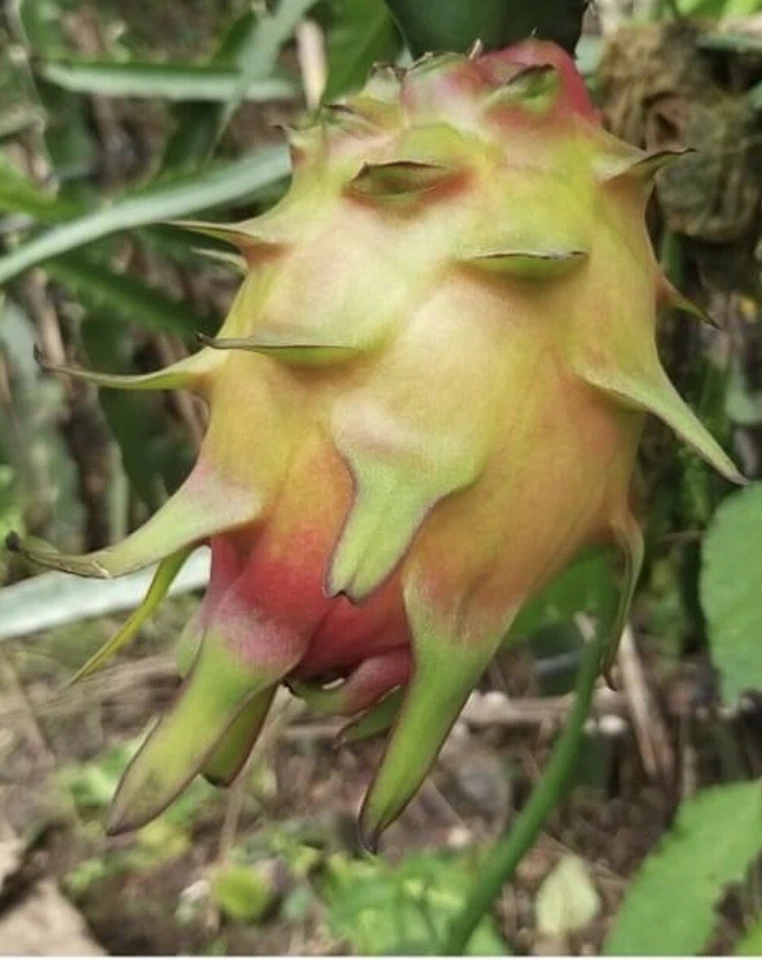 Dragon Fruit Cuttings – 10 Live Pitaya Cuttings, 8–12" Long – Ready for Rooting and Growing