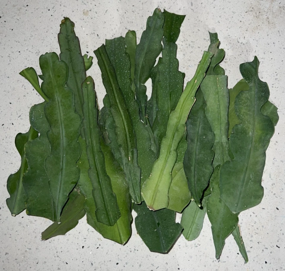 Orange Swirl Orchid Cactus Cuttings – 5 Fresh 5 Inch Epiphyllum Unrooted Cuttings for Propagation