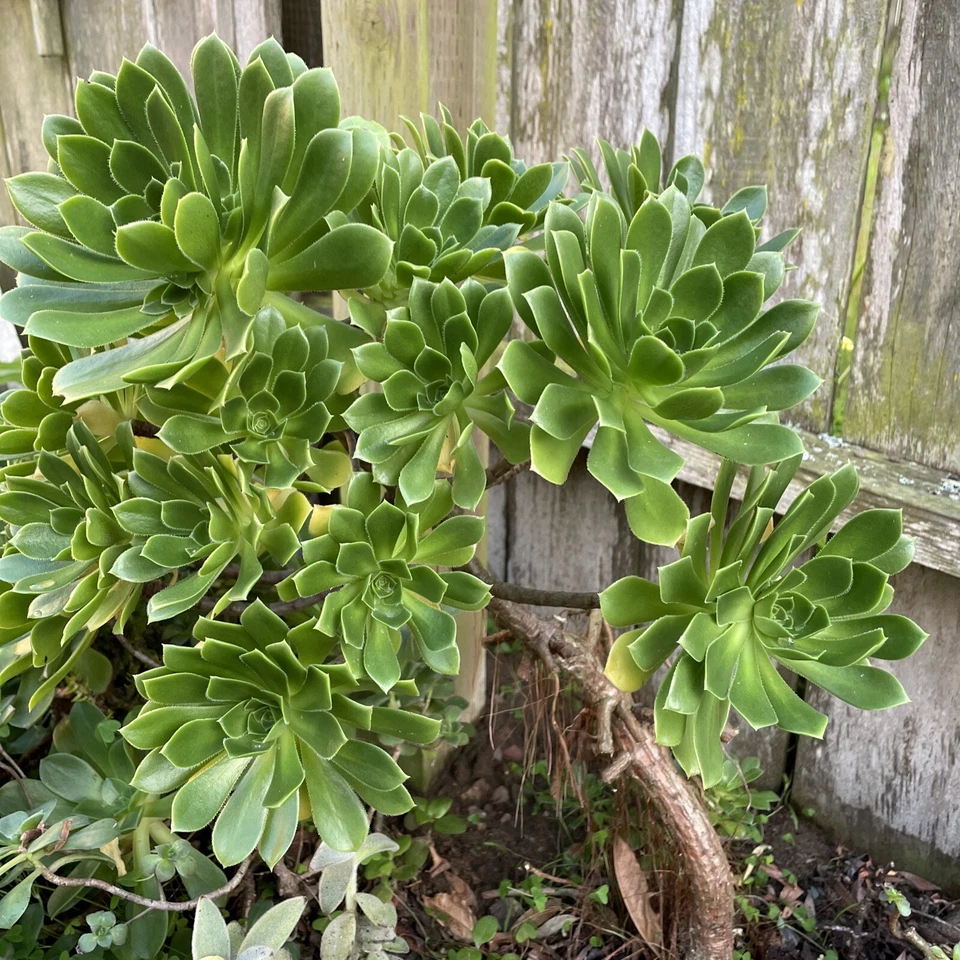Green Aeonium Succulent – 20 Fresh Cuttings for Rooting – Aeonium Starter Cuttings for Pots and Rock Garden Displays