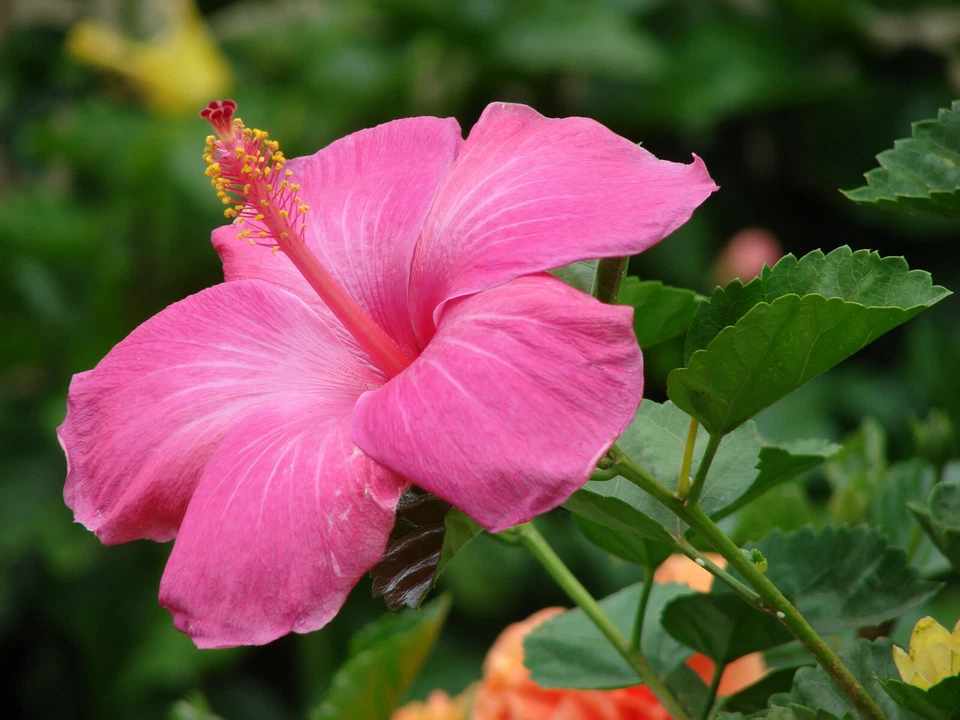 Hawaiian Pink Hibiscus Cutting – 1 Live Hibiscus Rosa-Sinensis Cutting 2–4 Inches Long for Planting