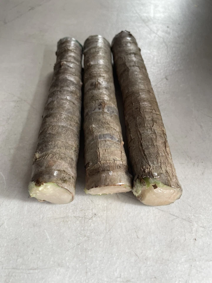 Hawaiian Green Ti Plant Cuttings 6 Inch, Cordyline fruticosa Starter Logs for Propagation Set of 50
