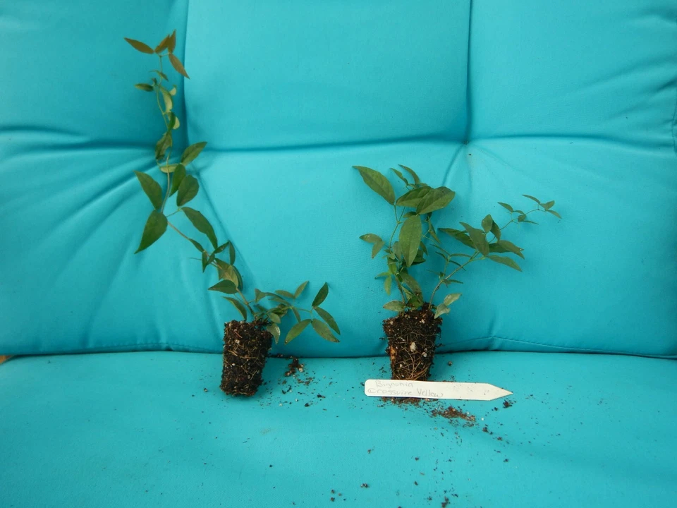 Yellow Crossvine Rooted Starter Plant – Bignonia capreolata Climbing Vine for Trellis and Garden Growing