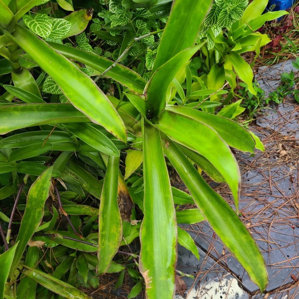 Callisia Fragrans Basket Plant – Two Large Rooted Plants – Chain Plant Houseplant Starter
