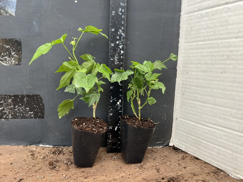 Yellow Abutilon Flowering Maple Starter Plant – Small Rooted Abutilon Live Plant for Garden or Container Growing