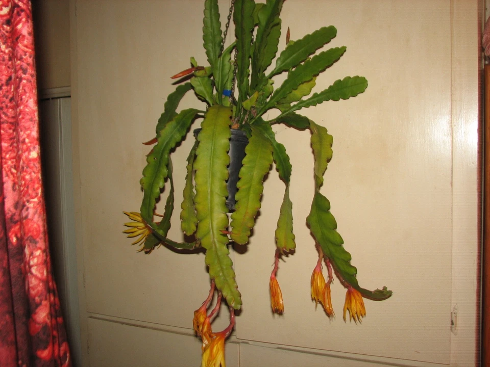 Epiphyllum “Frühlings Gold” Cactus Cutting – Epiphytic Orchid Cactus Cutting for Indoor Growing