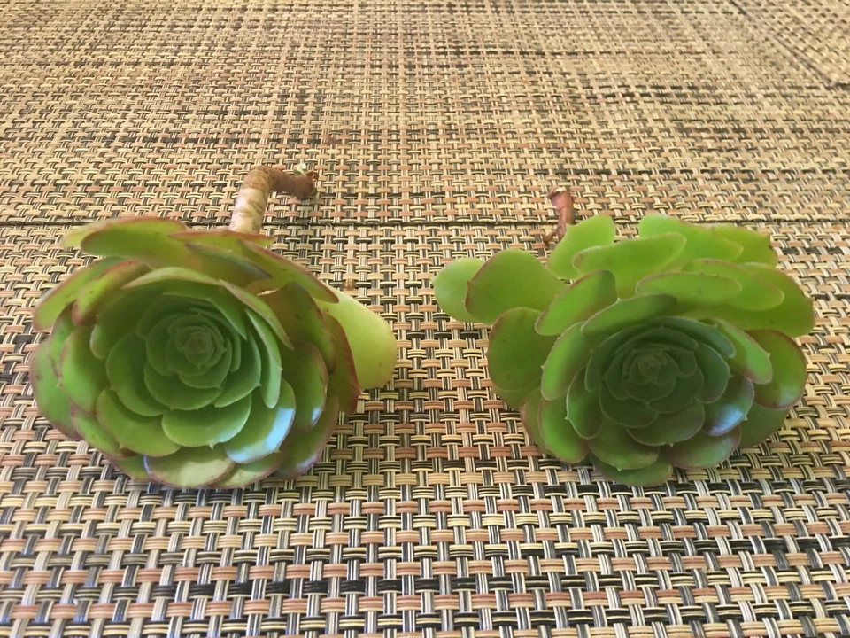 Aeonium arboreum ‘Green Rose’ Cuttings for Planting – 2 XXL Unrooted Succulent Rosettes, 15 cm (6 in) Diameter
