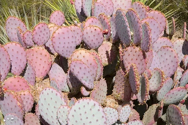 Opuntia gosseliniana ‘Durazilla’ – 1 Purple Prickly Pear Pad Cutting, Fast Rooting Cold-Hardy Cactus Start, Live Opuntia Pad