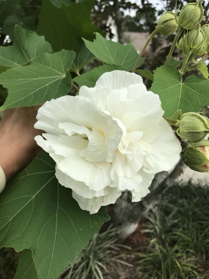 Confederate Rose Cuttings Hibiscus Mutabilis Unrooted 2 Pieces Color Changing Flower Ornamental Shrub