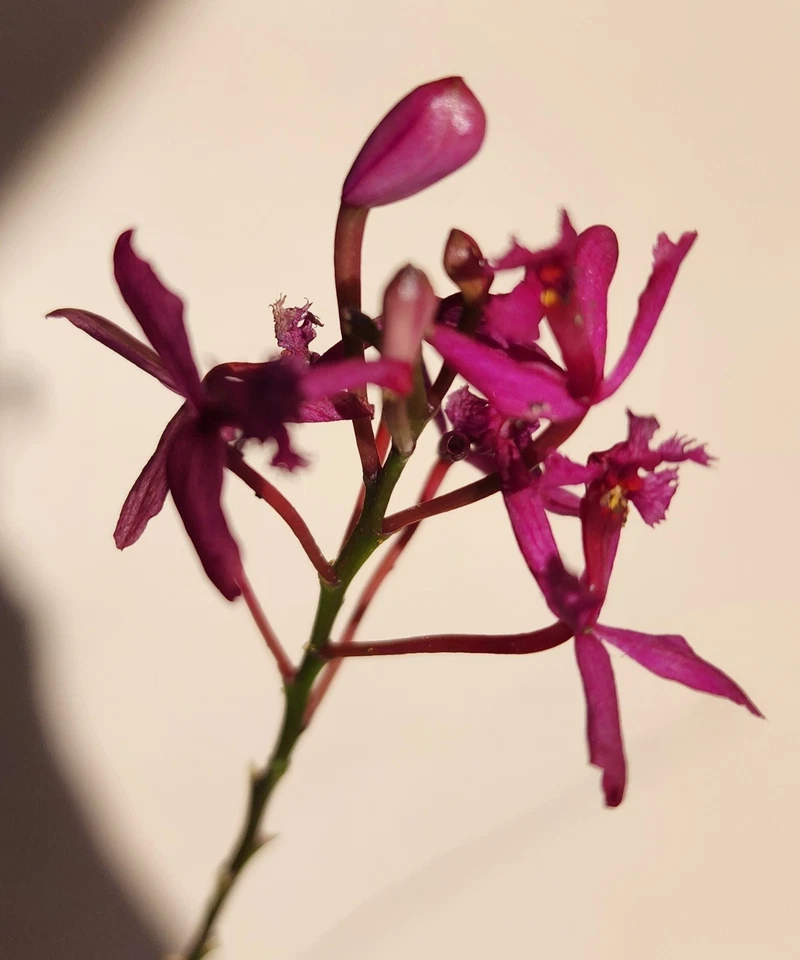 Epidendrum Radicans Fire Star Orchid – 1 Rooted Keiki, Purple Lavender Reed Orchid Starter Plant