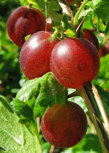 Captivator Gooseberry Live Rooted Plant - Dormant Shrub, Self-Pollinating, Zones 3-8 (Ribes uva-crispa)