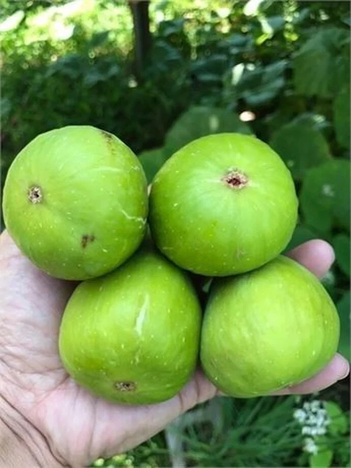 3 Dalmatie / Stella Fig Tree Cutting Unrooted, Ficus carica Scion with 3 Nodes for Propagation