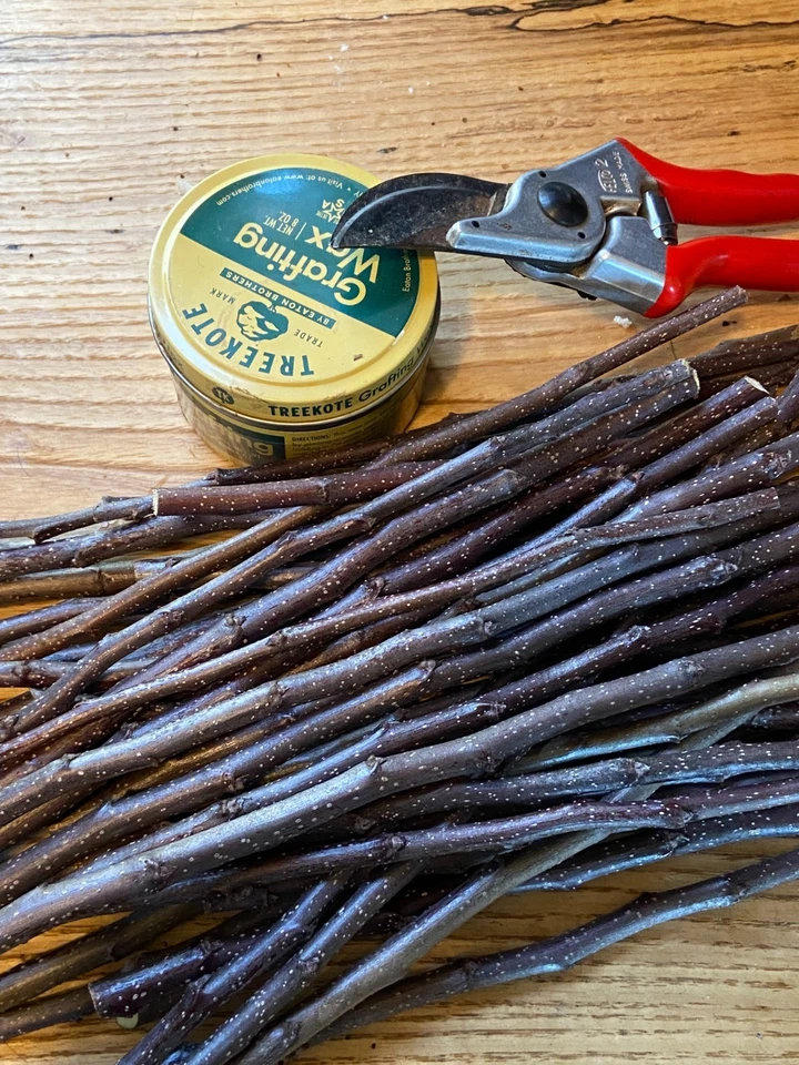 Chojuro Asian Pear Scionwood – 5 Fresh Green Scions Cut to Order for Tree Grafting and Propagation