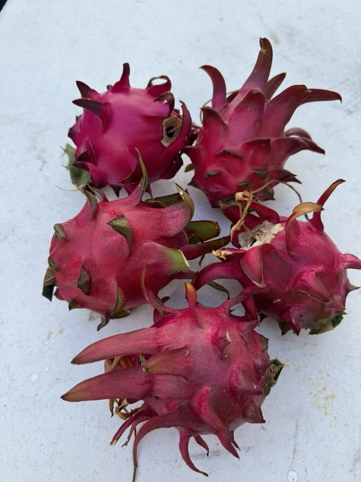 Red Dragon Fruit Cuttings – 3 Unrooted Dragon Fruit Cactus Cuttings 8–12 Inch for Propagation, Tropical Vine